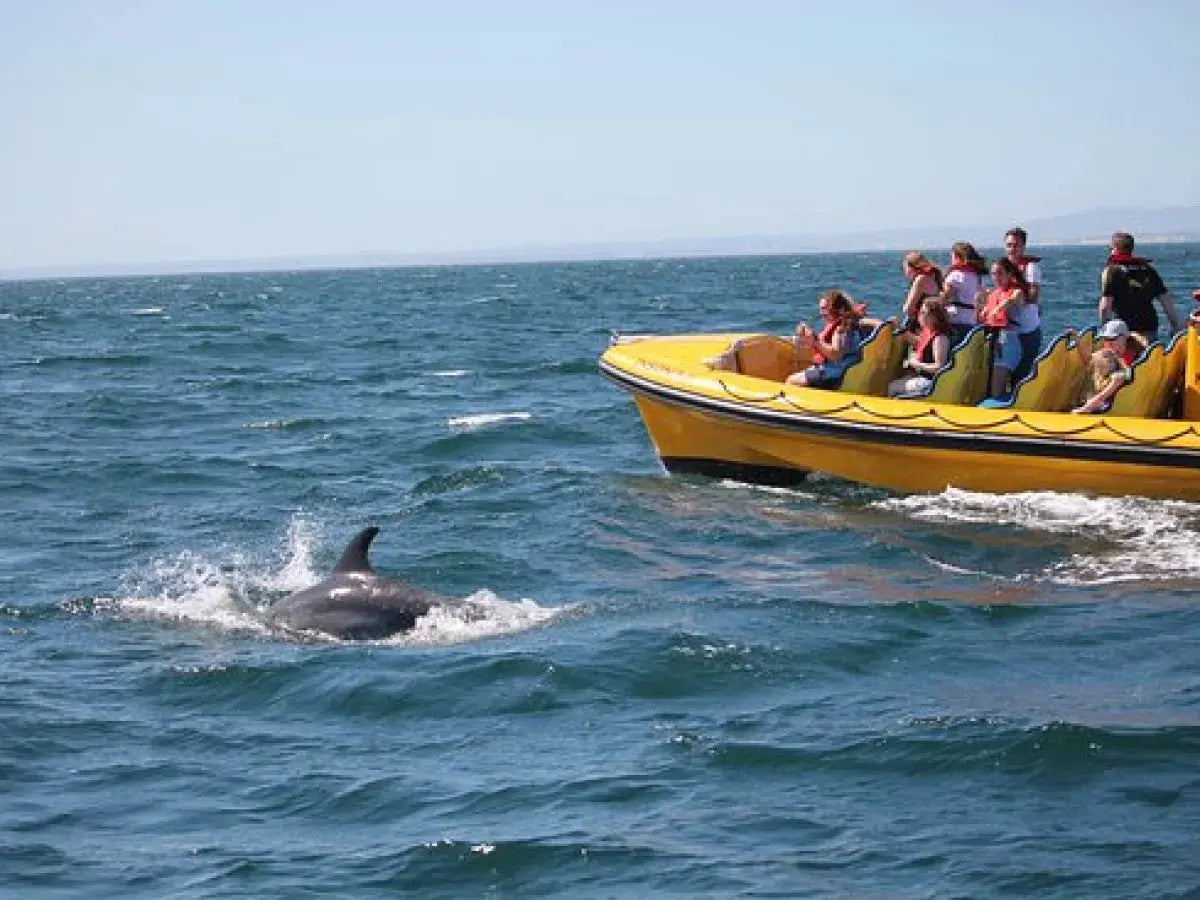 Caves and Dolphins - Shared by HenStagPortugal