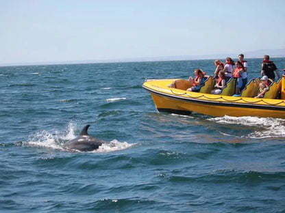 Caves and Dolphins - Shared by HenStagPortugal