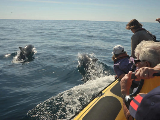 Caves and Dolphins - Shared by HenStagPortugal