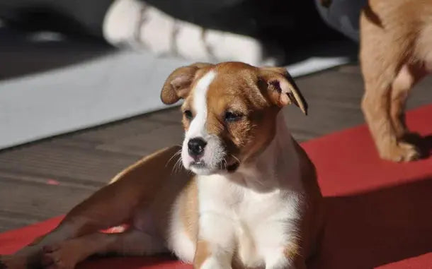 Puppy Yoga HenStagPortugal
