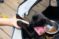 Puppy Yoga HenStagPortugal