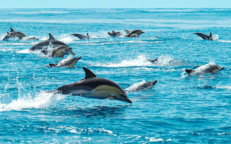 Safari & Boat Tour HenStagPortugal